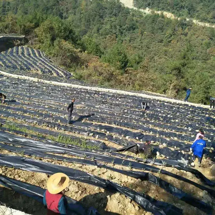 漢方薬の雑草バリア生地がよりクリーンで持続可能な生育環境を作り出すのにどのように役立つか
