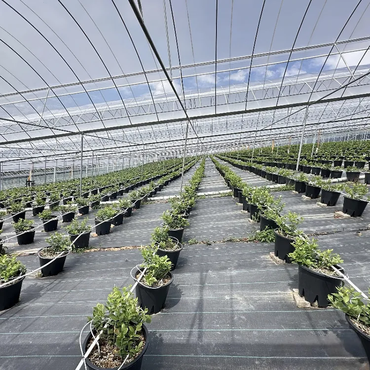 景観用防草バリア生地は、より良い屋外栽培スペースの創出にどのように役立ちますか?