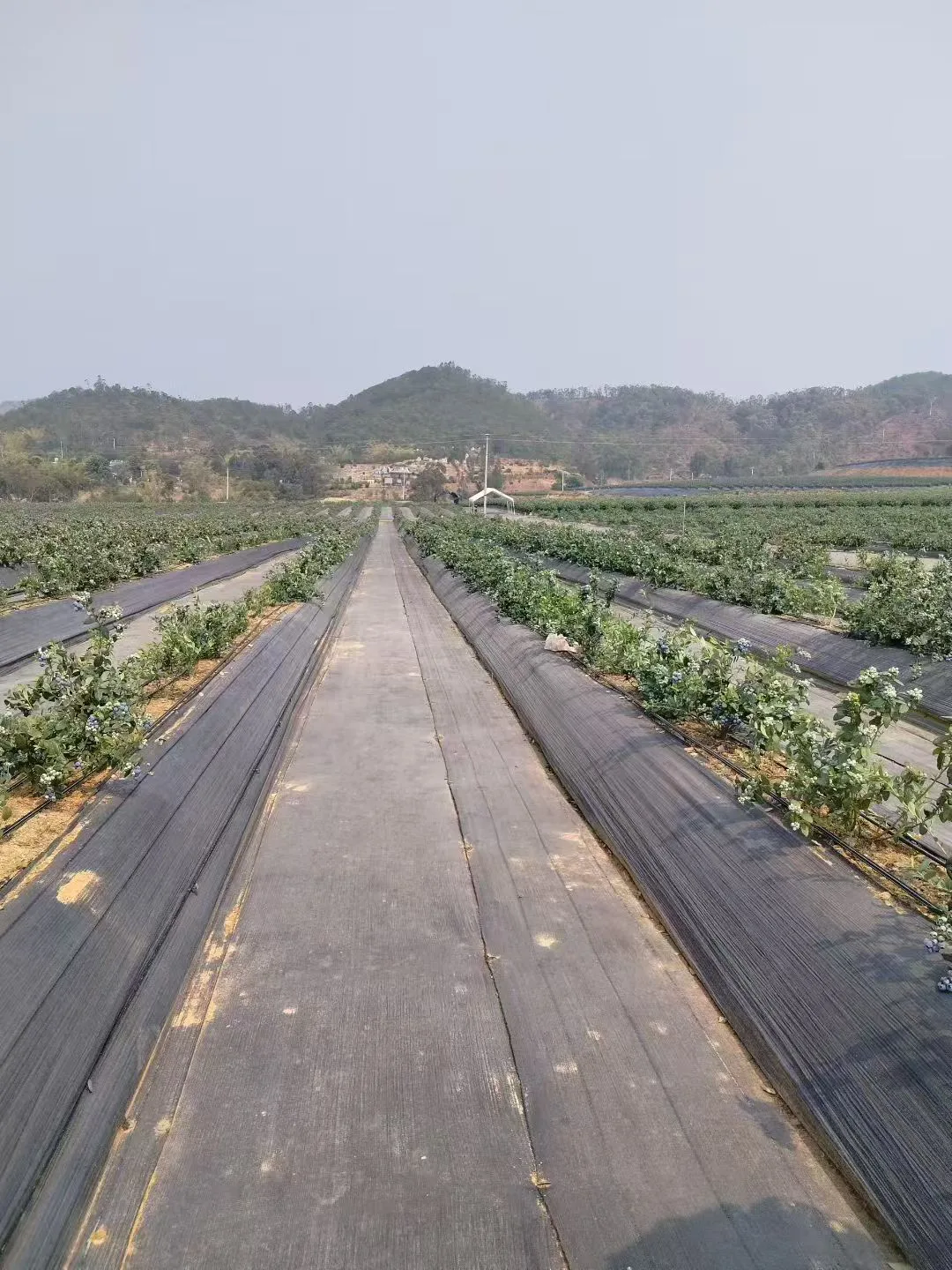 Biodegradable Weed Barrier Fabric