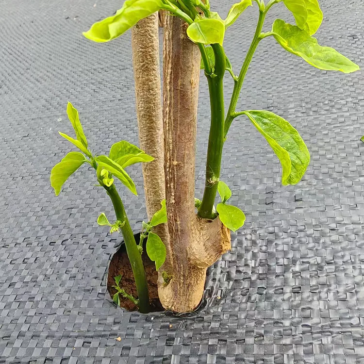 穴あき防草生地